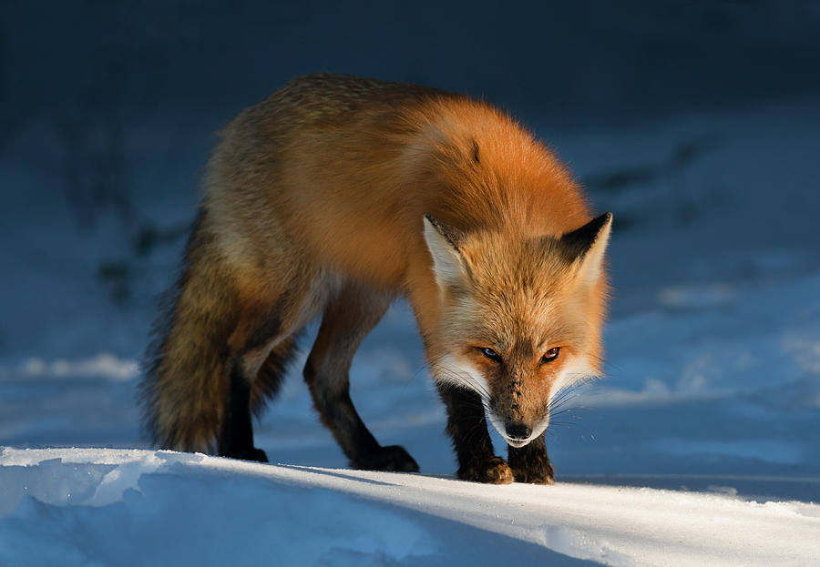 Red Fox Photograph by Susan Breau