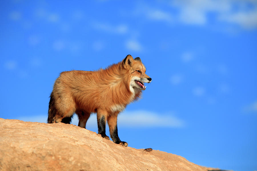 Red Fox Photograph by Tier Und Naturfotografie J Und C Sohns
