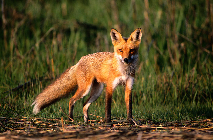 Red Fox Vulpes Vulpes, Assateague Photograph by Art Wolfe