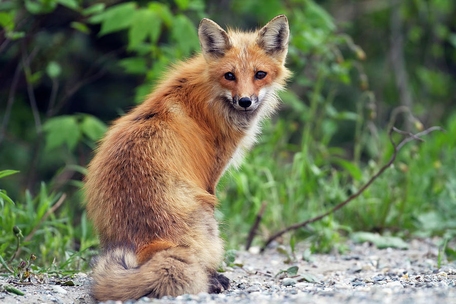 Red Fox Vulpes Vulpes Female Standing Photograph By Philippe Henry Design Pics Fine Art America