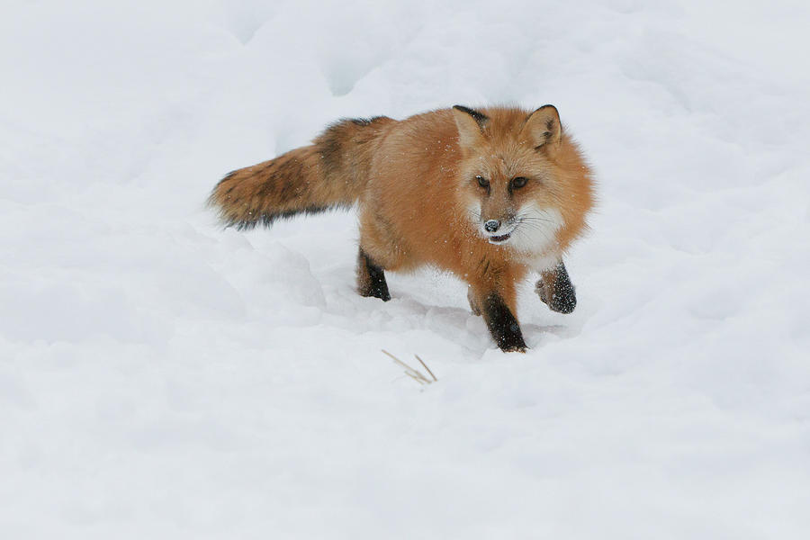 Red Fox ( Vulpes Vulpes Fulves) In Deep Photograph by Sarah Darnell