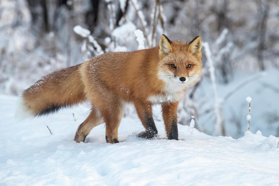 Red Fox Vulpes Vulpes In Snow Photograph by Doug Lindstrand - Fine Art ...