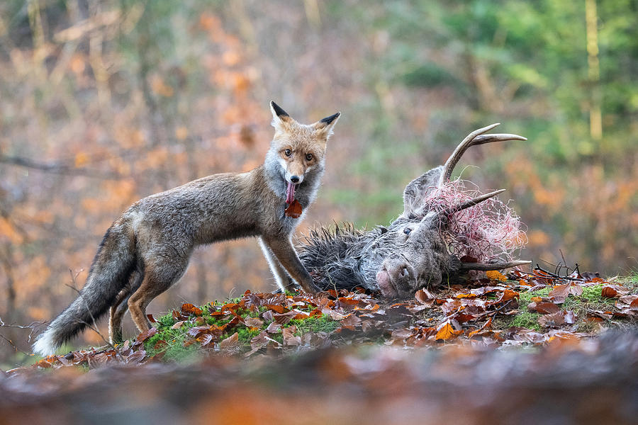 Red Fox, Vulpes Vulpes Photograph by Petr Simon