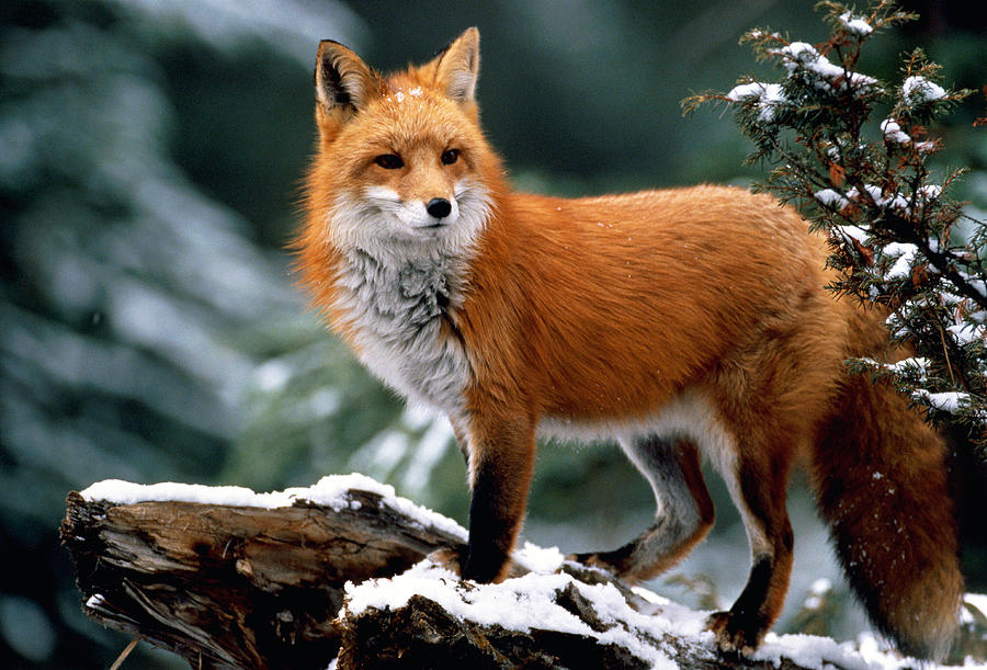 red-fox-vulpes-vulpes-standing-on-darrell-gulin.jpg