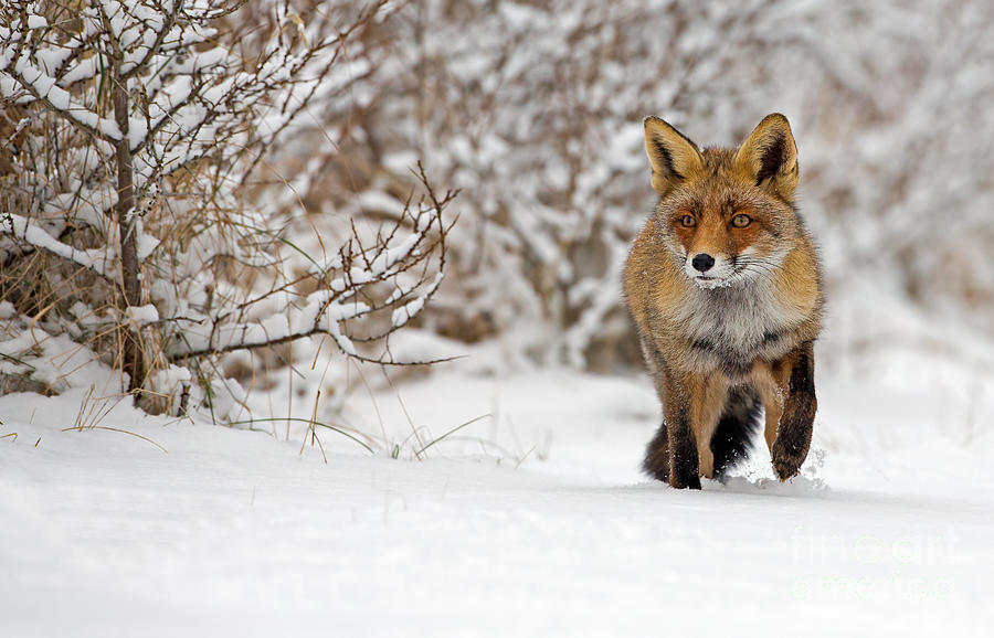 Red Fox Walks Through The Snow Photograph by Menno Schaefer - Fine Art ...