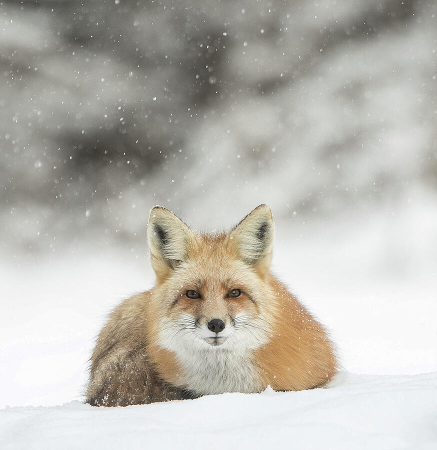 Red Fox Winter Photograph by Kent Keller - Fine Art America