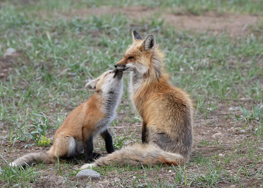 Red Fox With Kit Photograph by Patrick Nowotny