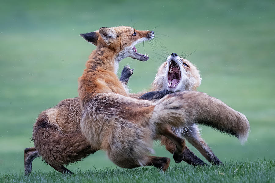 Red Foxes Fighting Photograph by Wei Lian - Fine Art America