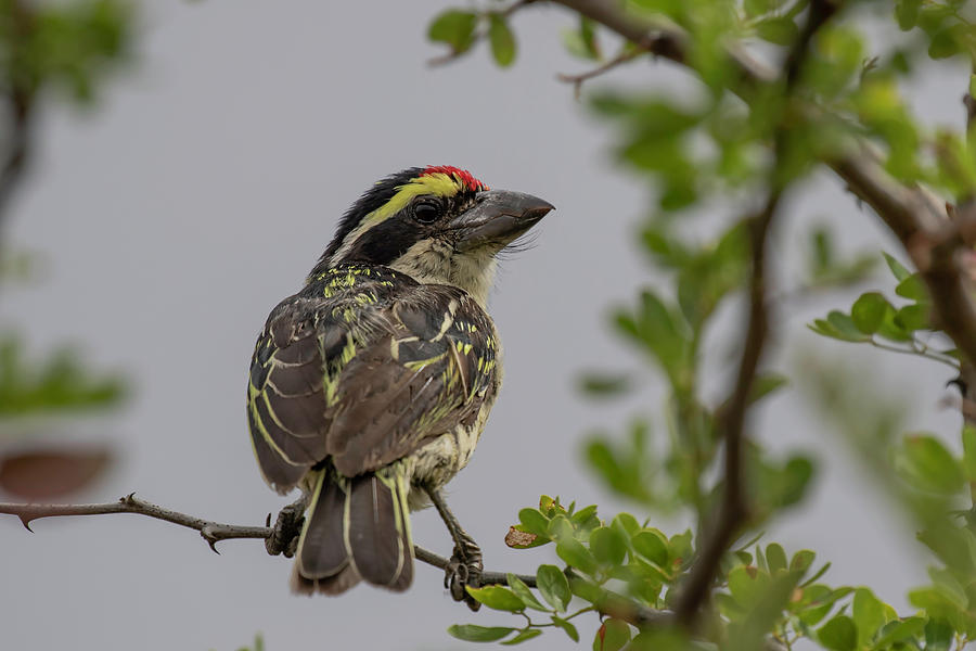 Red Photograph - Red-fronted Barbet by Thomas Kallmeyer Red Photograph - Red-fronted Barbet by Thomas Kallmeyer
