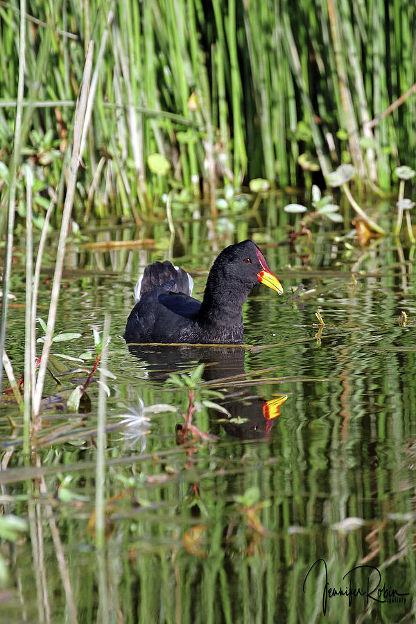 Red-fronted Coot  Photograph by Jennifer Robin