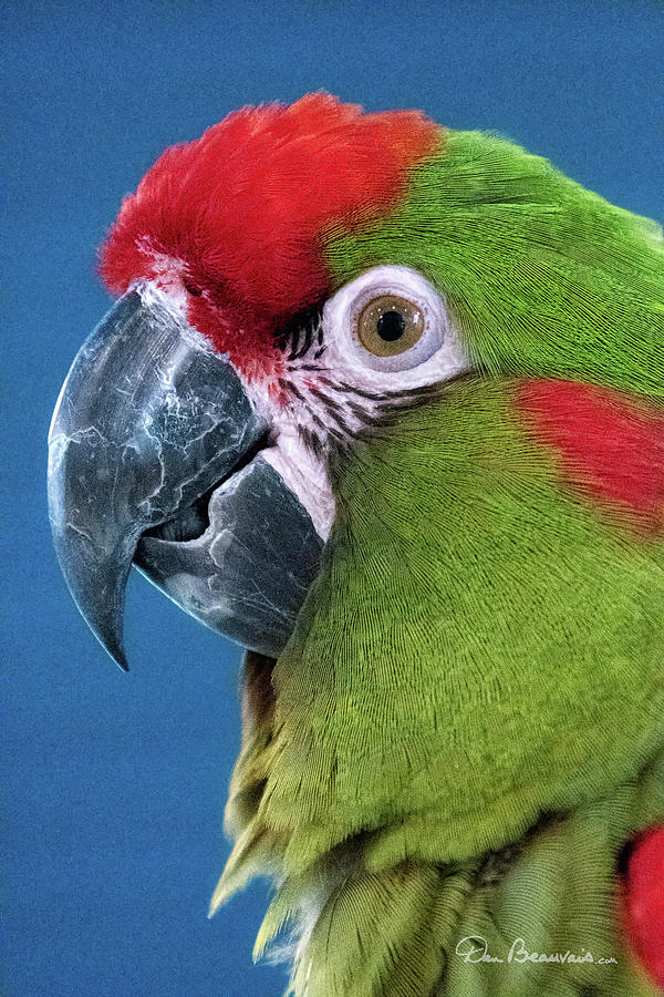 Red-Fronted Macaw 3761 by Dan Beauvais Red-Fronted Macaw 3761 by Dan Beauvais