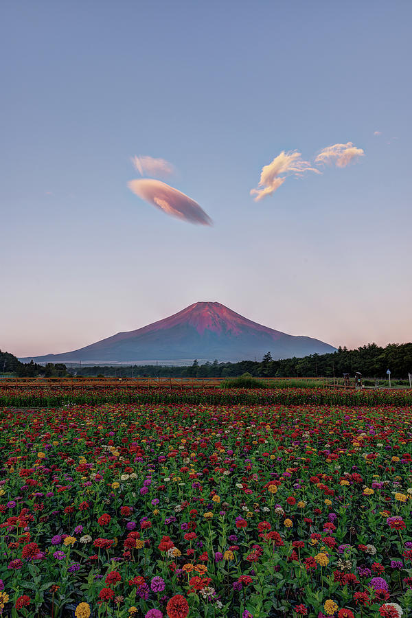 Red Fuji & Zinnia Flowers Photograph by Yuga Kurita
