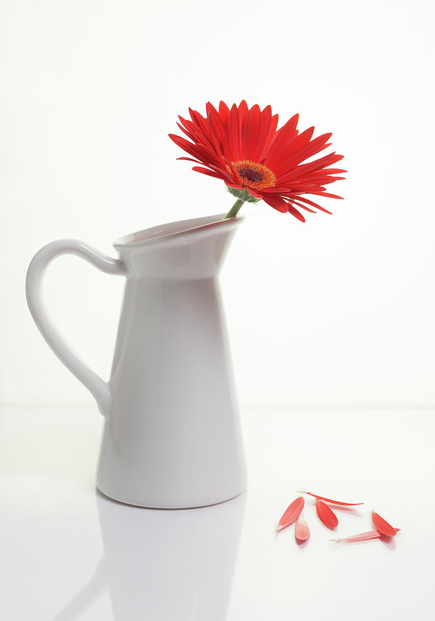 Red Gazania flower on a white stylish vase. Creative Still life  Photograph by Michalakis Ppalis