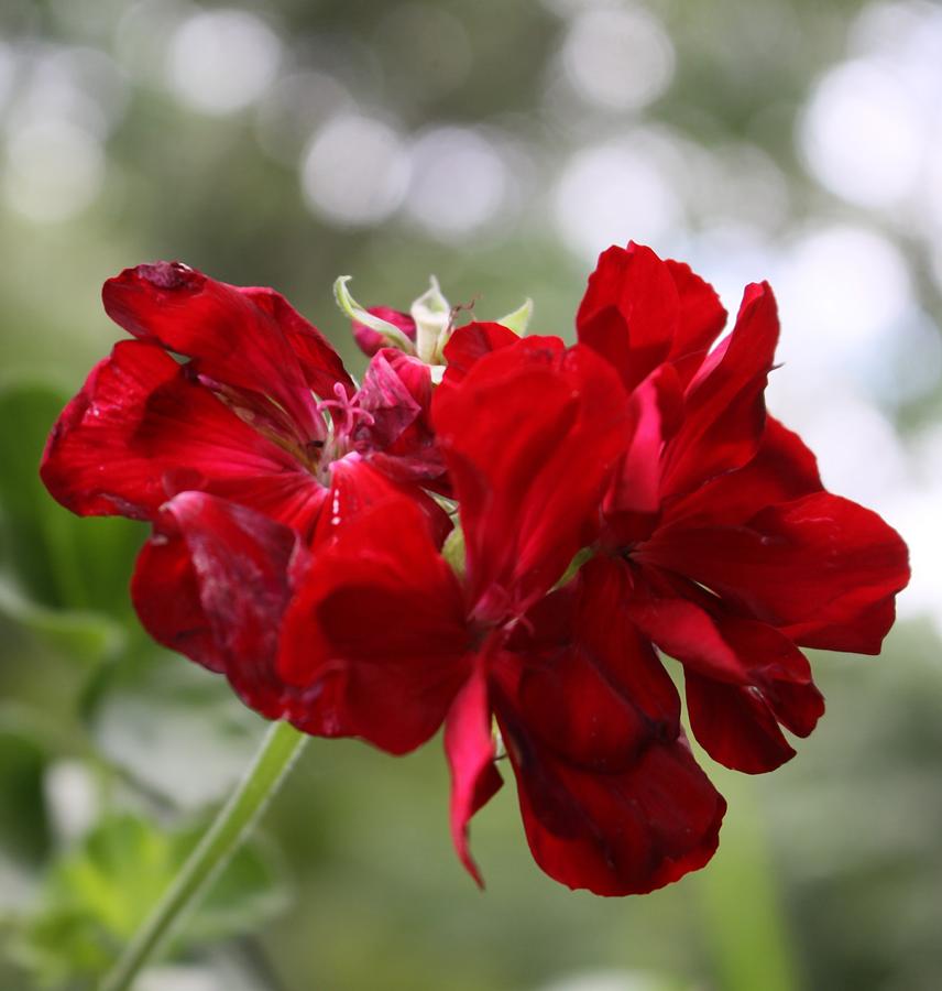Red Geranium Cluster Crowned by A White Bokeh Effect Photograph by Philip And Robbie Bracco