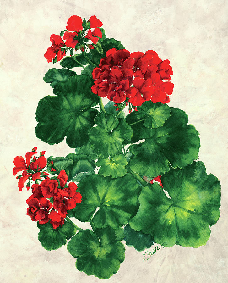 Red Geranium Mixed Media - Red Geranium by Sher Sester Red Geranium Mixed Media - Red Geranium by Sher Sester