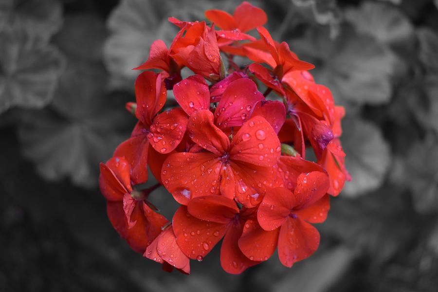 Red Geranium Tears Photograph by Yolanda Caporn