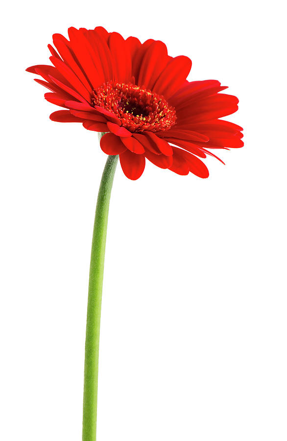 Red Gerbera Clipping Path Photograph by Paci77