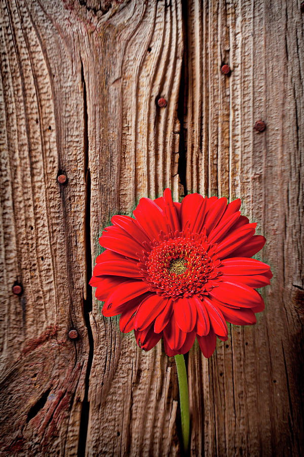 Red Gerbera Daisy Against Wooden Wall Photograph by Garry Gay