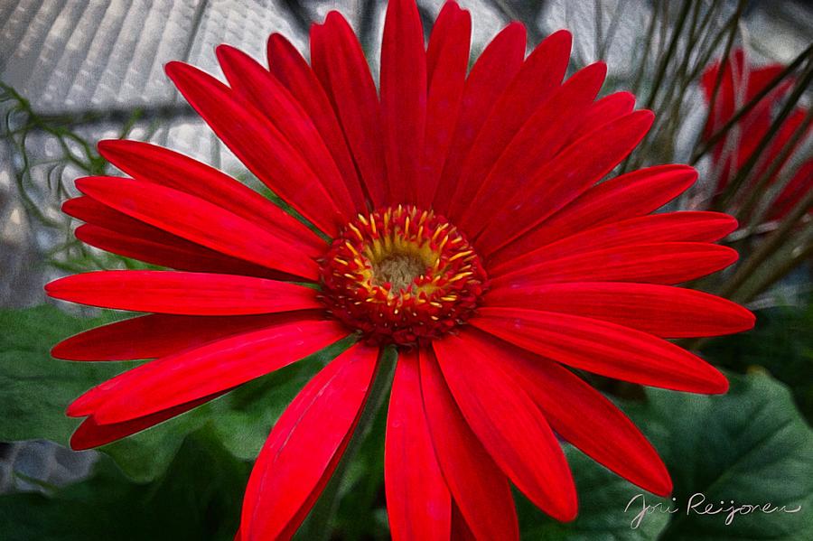 Red Gerbera Daisy Photograph by Jori Reijonen