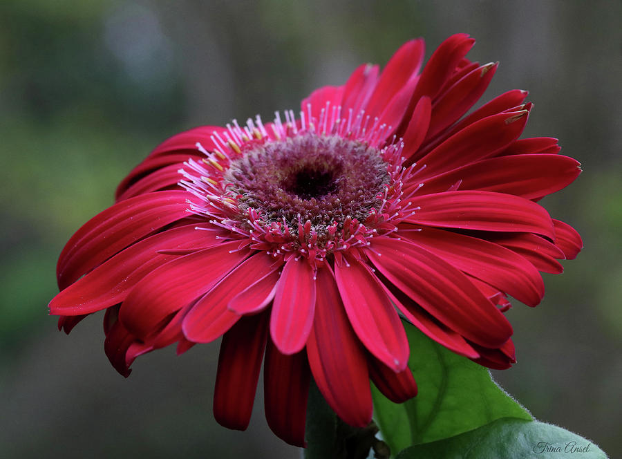 Red Gerbera Daisy Photograph by Trina Ansel