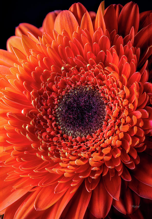 Red Gerbera Photograph by Fred J Lord