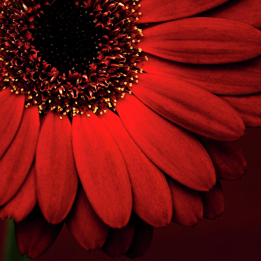 Still Life Photograph - Red Gerbera On Red 01 by Tom Quartermaine