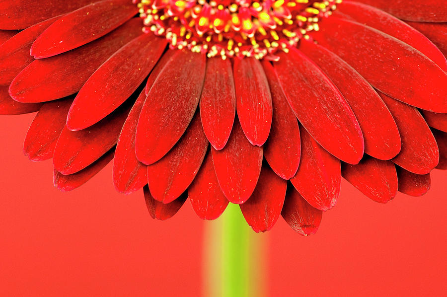 Still Life Photograph - Red Gerbera On Red 04 by Tom Quartermaine