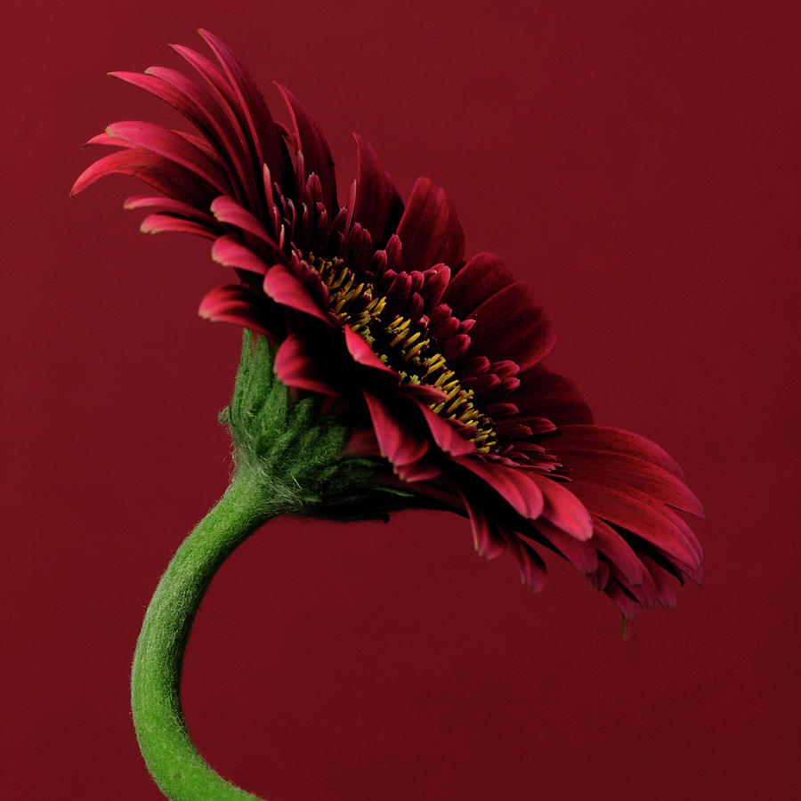 Still Life Photograph - Red Gerbera On Red 05 by Tom Quartermaine
