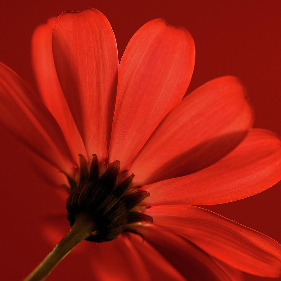 Still Life Photograph - Red Gerbera On Red 08 by Tom Quartermaine