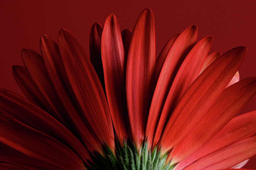 Still Life Photograph - Red Gerbera On Red 09 by Tom Quartermaine