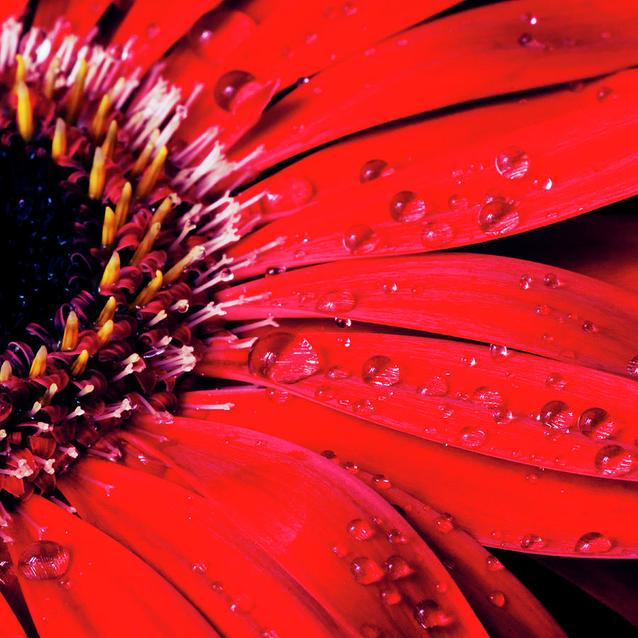 Still Life Photograph - Red Gerbera With Waterdrops 02 by Tom Quartermaine