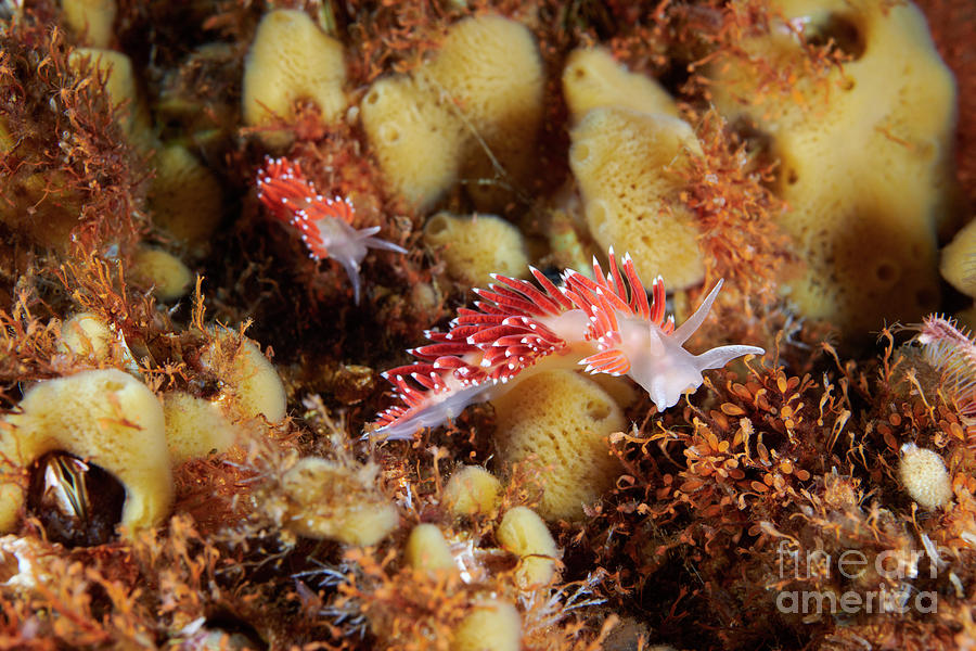Wildlife Photograph - Red-gilled Nudibranch Feeding On Hydrozoans by Alexander Semenov/science Photo Library