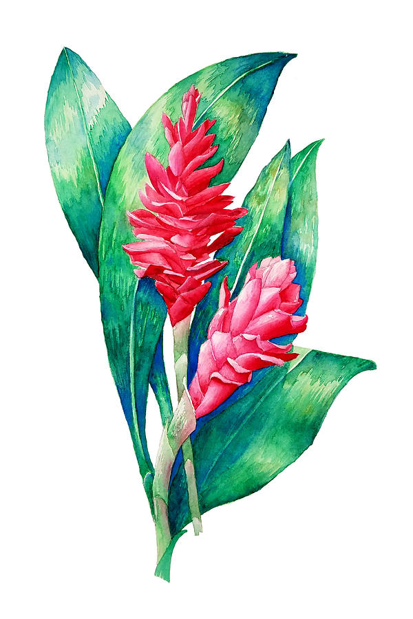 Red Ginger Painting By Johanna Schumacher