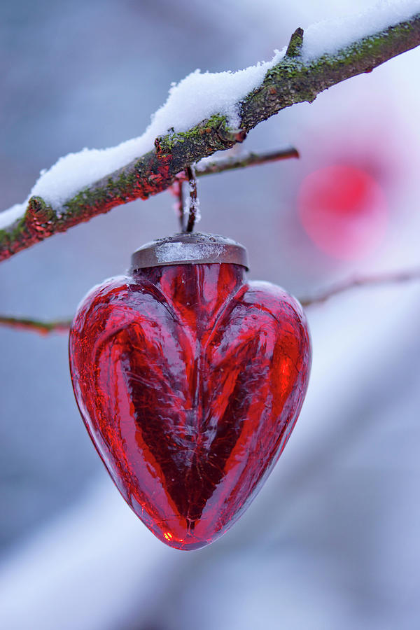 Red Glass Heart Hung From Snowy Branch Photograph by Angelica Linnhoff