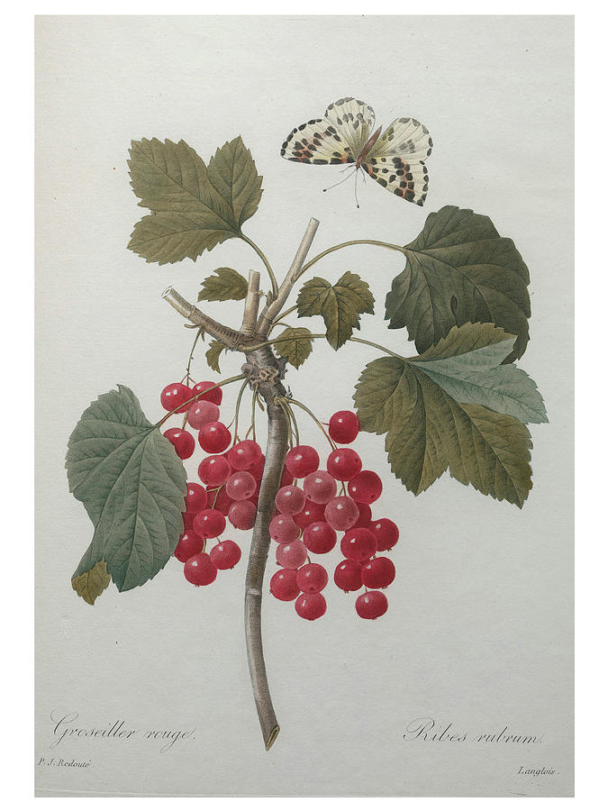 Red Gooseberry Painting by Pierre-Joseph  Redoute