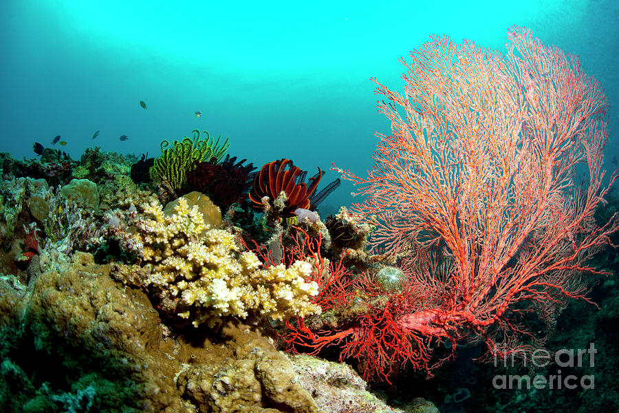 Red Gorgonian Sea Fan On A Coral Reef Photograph by Louise Murray/science Photo Library