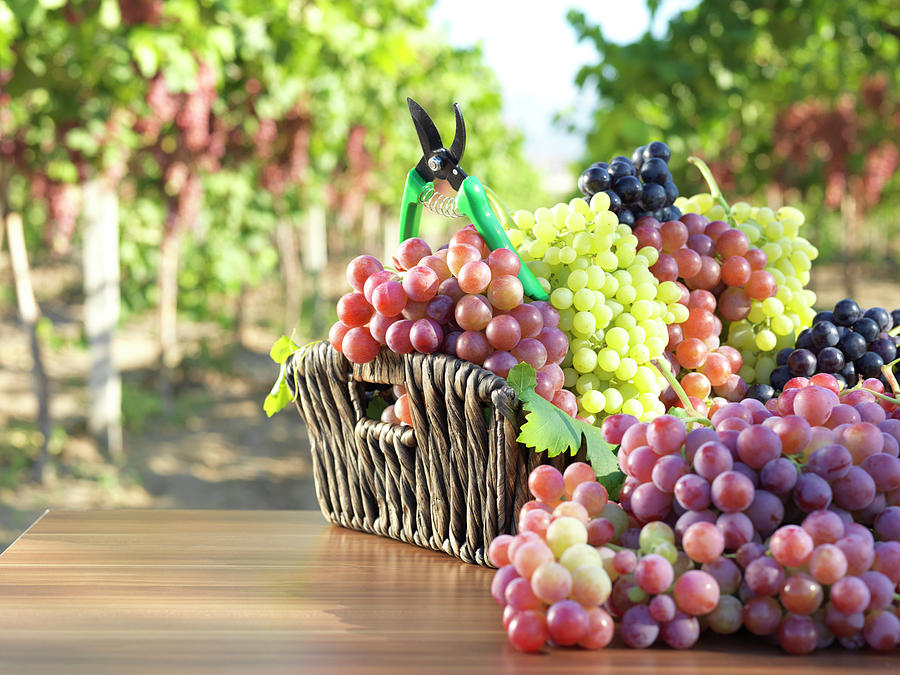 Red Grape And Vineyard Photograph by Fatihhoca