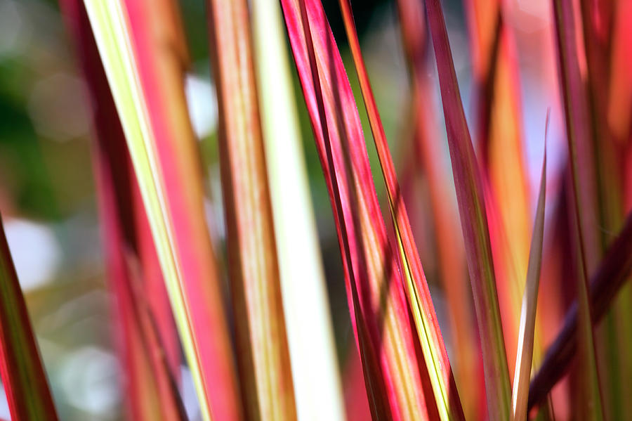 Abstract Photograph - Red Grass by Fotogaby