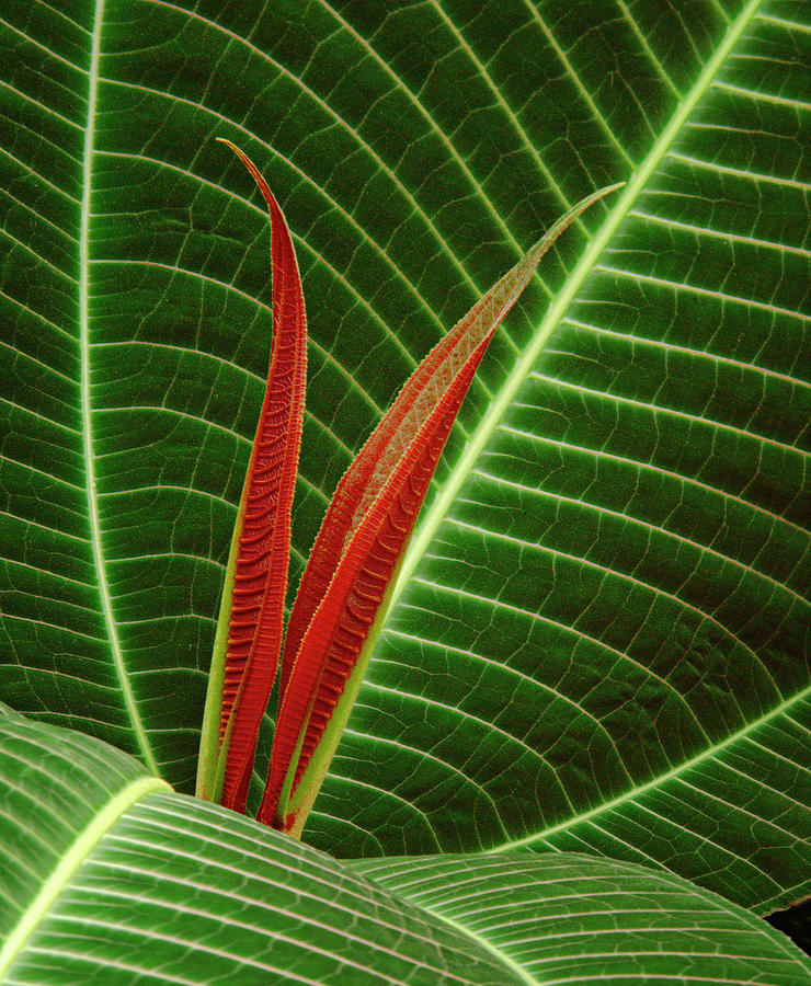Red Green Leaf Photograph by Lasting Image By Pedro Lastra