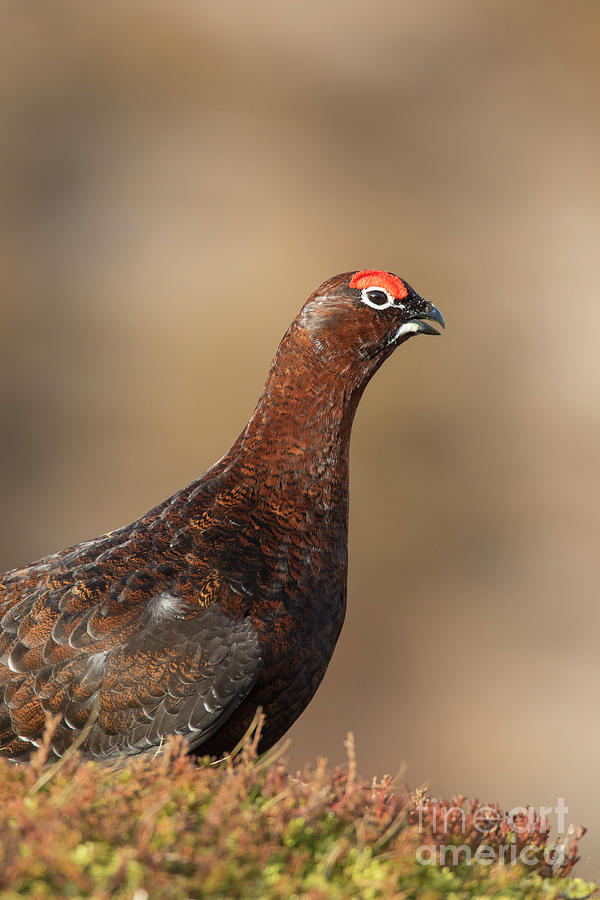 Red grouse Photograph by Arterra Picture Library