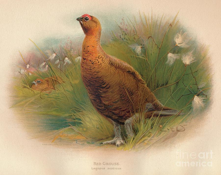 Red Grouse Lagopus Scoticus, 1900, 1900 Drawing by Print Collector