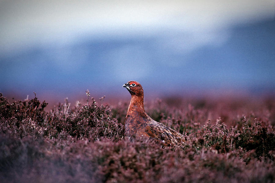 Red Grouse Photograph by Mike Hill
