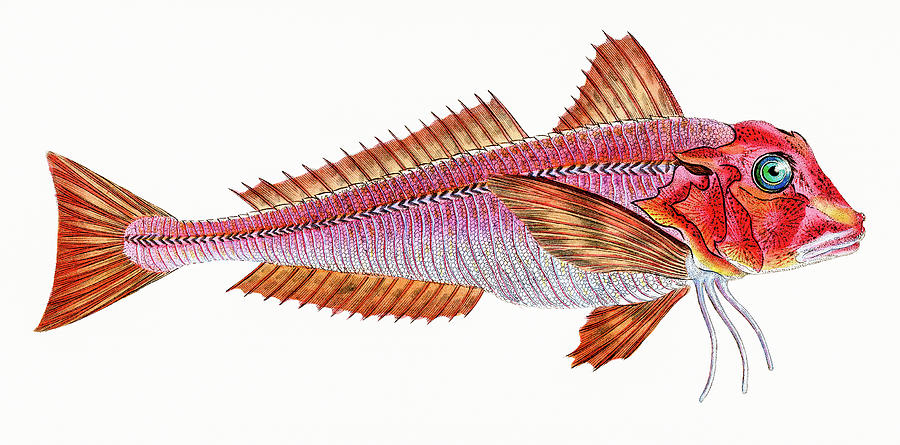 Red Gurnard  Photograph by David Letts