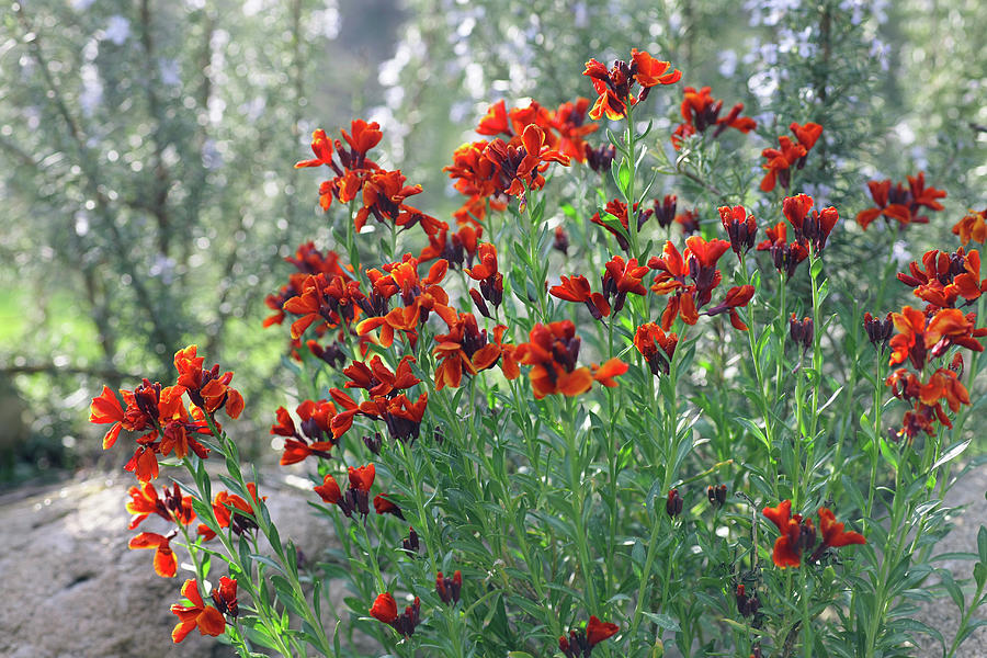 Red Gyroflee Flowers In Natural Garden Photograph by Frdric Jacquet