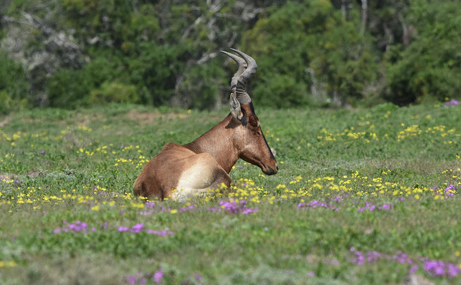 Red Hartebeest Photograph by Ben Foster