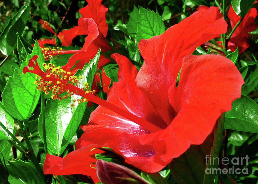 Red Hawaiian hibiscus Photograph by Pics By Tony