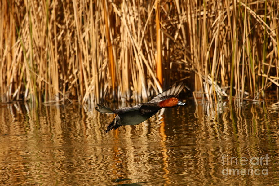 Animals Photograph - Red Head Duck Flying Bye by Michael Vance Pemberton Animals Photograph - Red Head Duck Flying Bye by Michael Vance Pemberton
