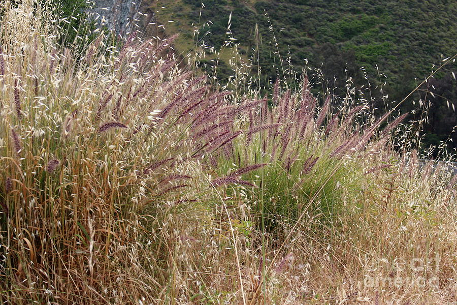 Red Head Grass Photograph