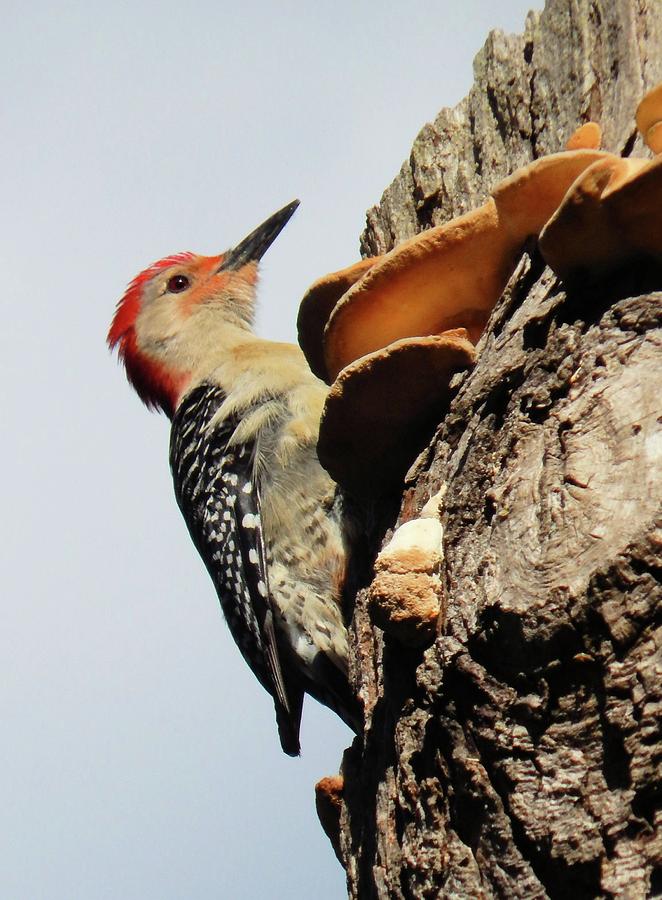 Red Bellied Woodpecker  Photograph by Karen Stansberry