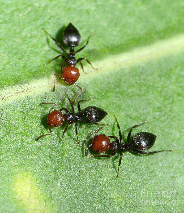 Red-headed Ants by Nigel Downer/science Photo Library